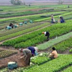 SEED Innovations invests £300K in agricultural robotics firm Fieldwork