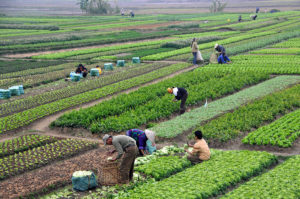 Vital Harvest Trust