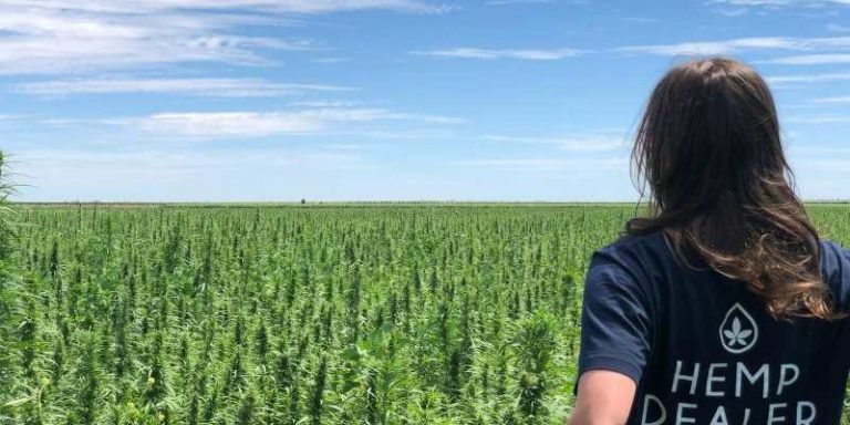 Australian Primary Hemp to supply hemp seeds to Annex Foods for 2 years 1 Australian Primary Hemp to supply hemp seeds to Annex Foods for 2 years