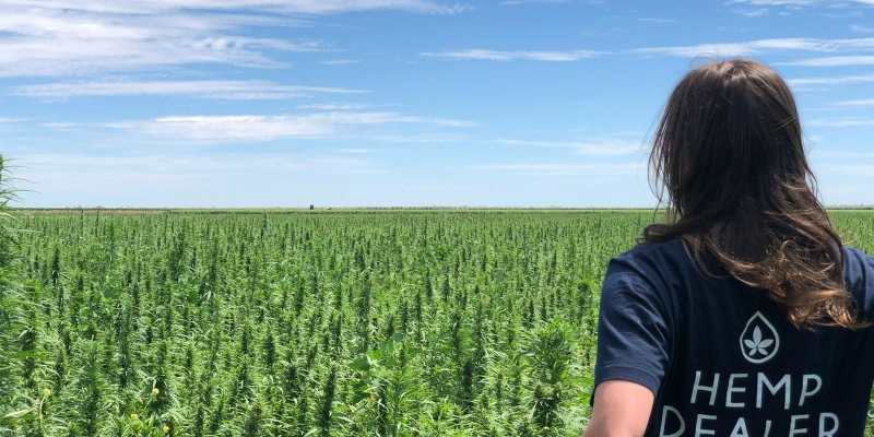 Australian Primary Hemp to supply hemp seeds to Annex Foods for 2 years 2