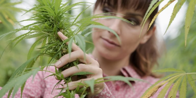 Lotus Ventures and Kolab Project launch new cannabis flower offering in Canada 1 Lotus Ventures and Kolab Project launch new cannabis flower offering in Canada