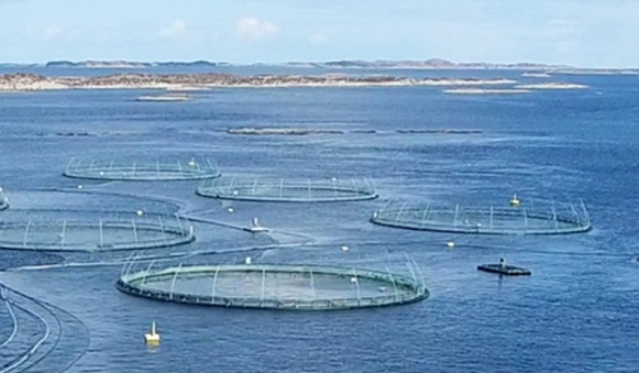 Icelandic Salmon engages advisors to effect NOK 579 million private placement 1