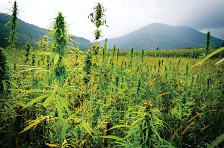 Santé Laboratories forms alliance with Lone Star Overnight to facilitate hemp farmers in Texas 1