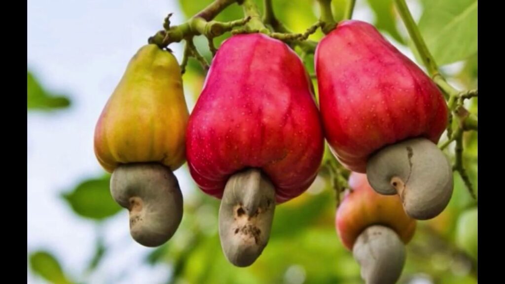 Dekel Agri-Vision agrees to acquire controlling interest in large scale cashew project 1