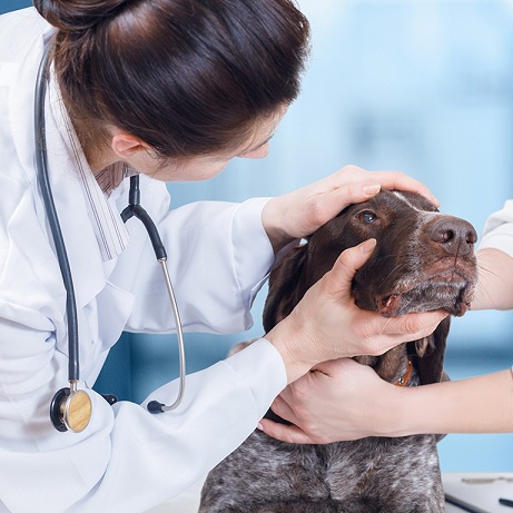 Vet inspecting dog