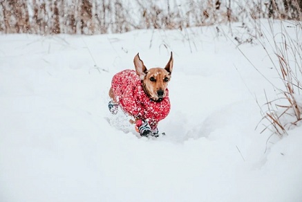 Dog Coats are Stylish