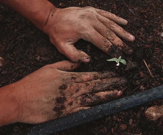 5 Ways to Germinate Cannabis Seeds 2 Germinate Cannabis Seeds