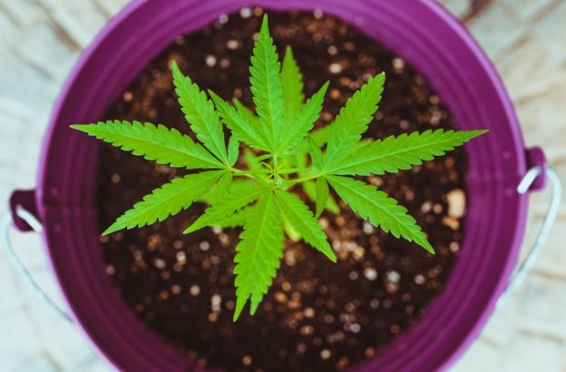 5 Ways to Germinate Cannabis Seeds 3 cannabis plant