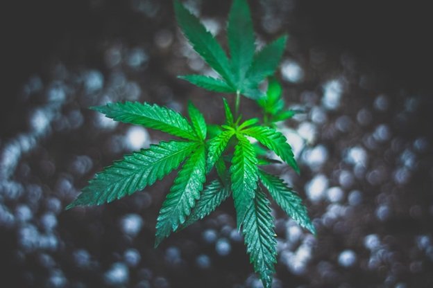 5 Ways to Germinate Cannabis Seeds 4 5 Ways to Germinate Cannabis Seeds 1