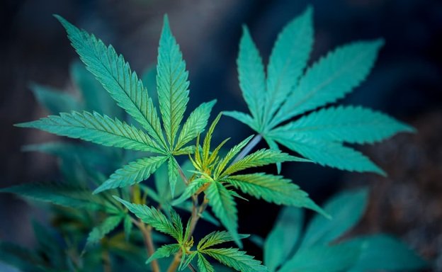 5 Ways to Germinate Cannabis Seeds 1 5 Ways to Germinate Cannabis Seeds