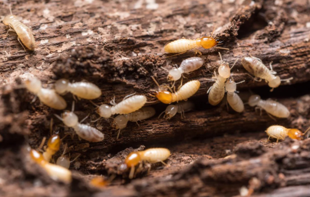 Termite Control Systems