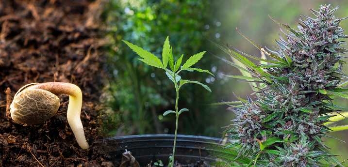 Buy Marijuana Plants Seeds in Pakistan