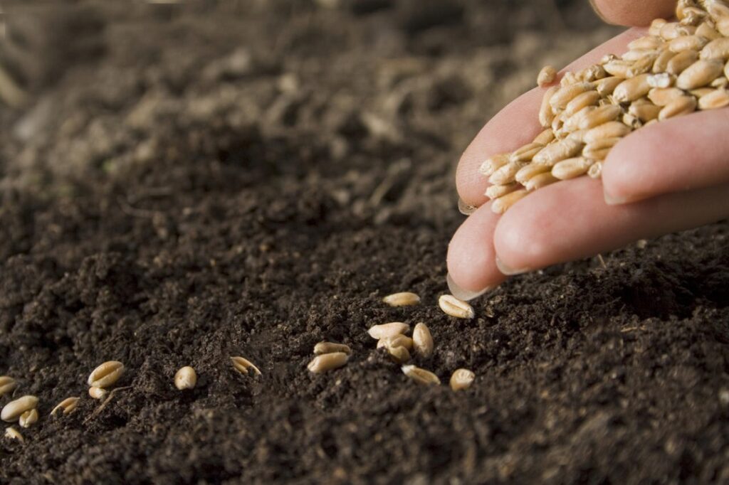 sustainable seed treatment