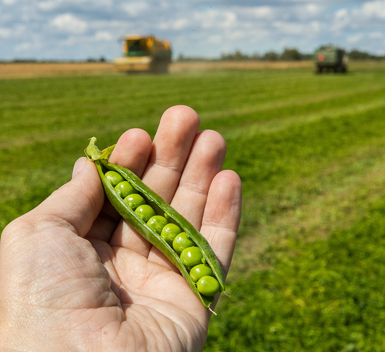 Apetit Plc to acquire Sweden’s largest frozen pea producer Foodhills AB 1 Foodhills