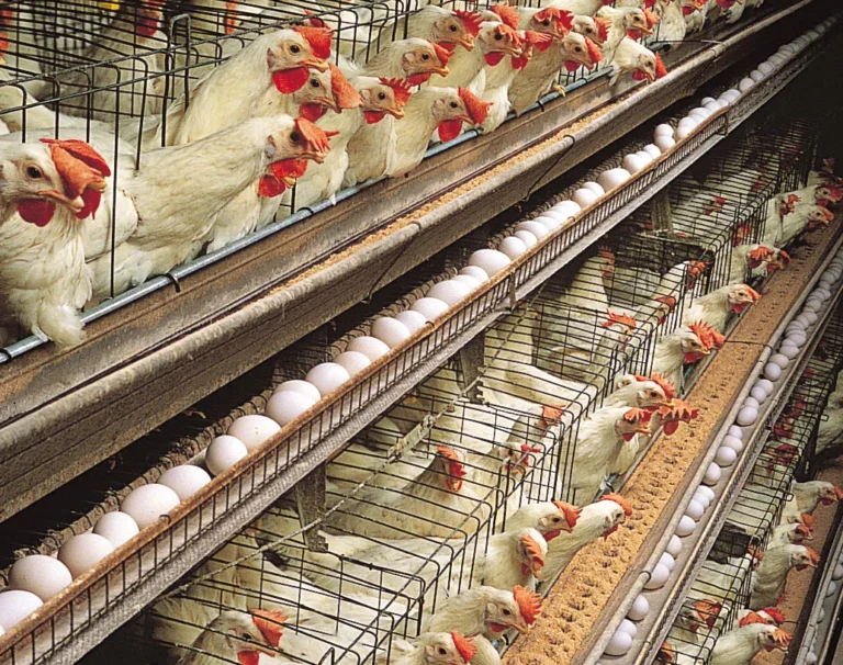 Wahdat Poultry posts Rs3.0bn revenue in first year as PSX listed company