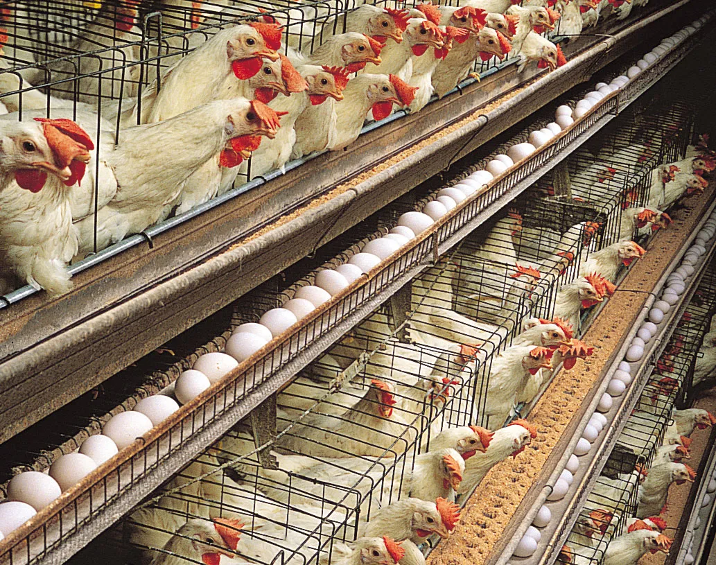 Wahdat Poultry posts Rs3.0bn revenue in first year as PSX listed company 1